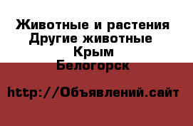 Животные и растения Другие животные. Крым,Белогорск